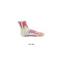 Relief Model of foot muscle,1part
