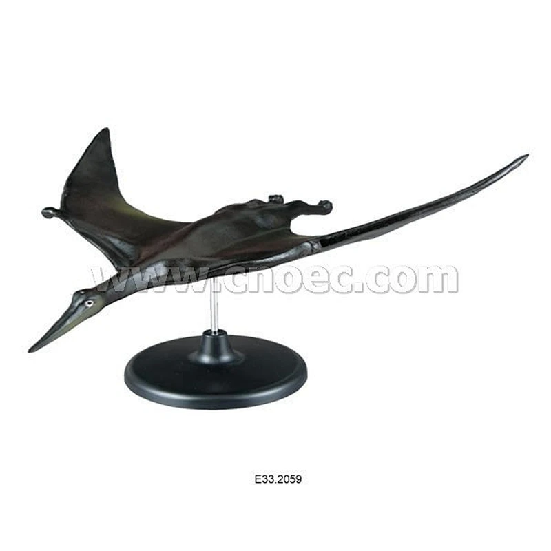 Model of Pterodactyl Paterosaur