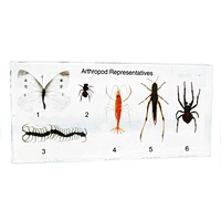 Arthropod Representatives