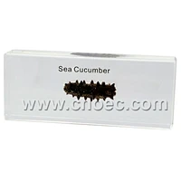 Crystal Specimen, Sea Cucumber