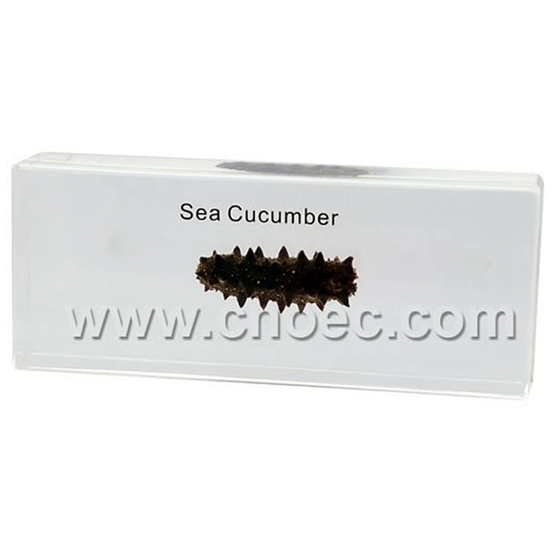 Crystal Specimen, Sea Cucumber