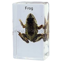 Crystal Specimen, Common frog (Rana)