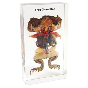 Frog injected