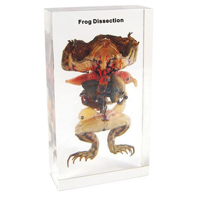 Frog injected