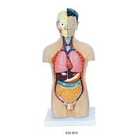 Miniature Human Male Torso