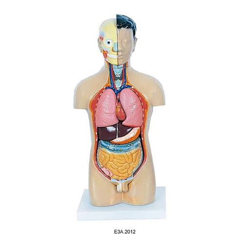 Miniature Human Male Torso