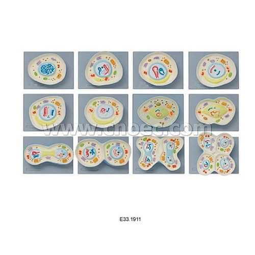 Cell Meiosis Model, 12 parts
