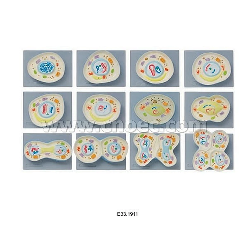 Cell Meiosis Model, 12 parts