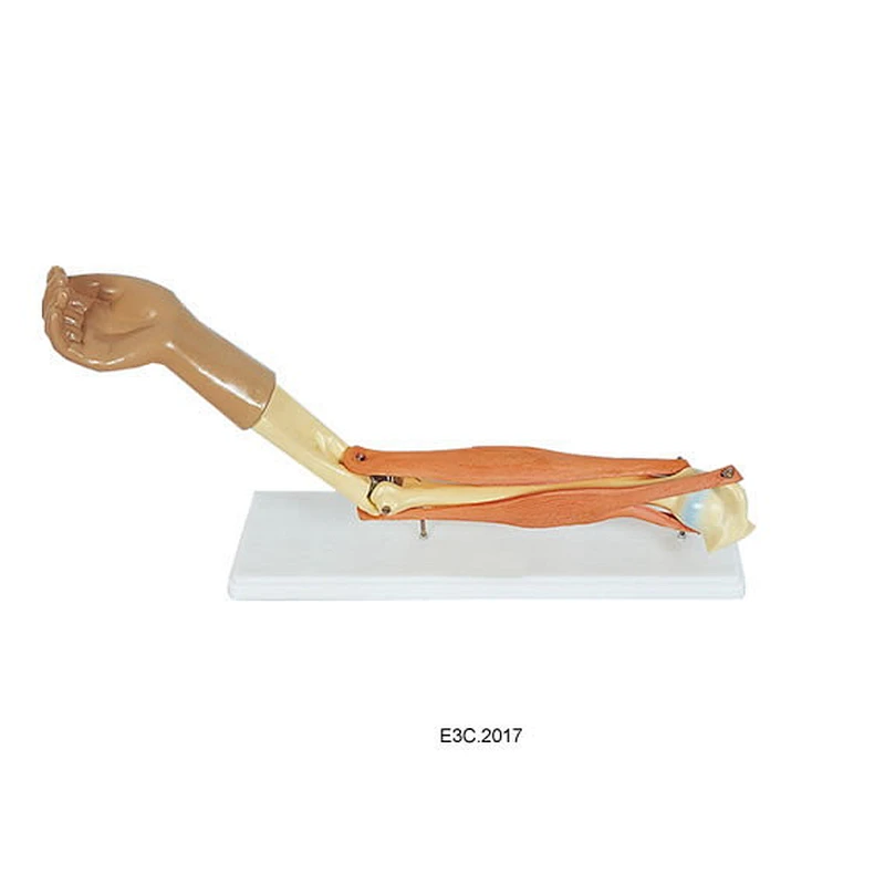 Human Functional Elbow Joint