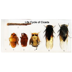 Cikadens livscyklus