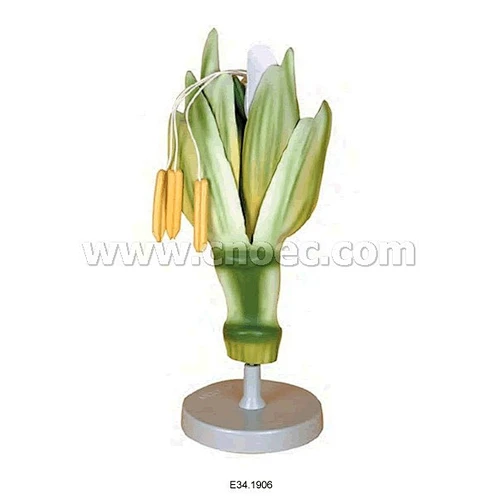 Monocot  Flower Model