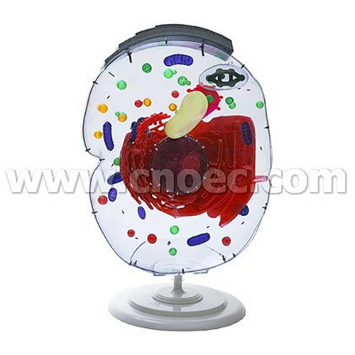 Micro Structure Model of Cell