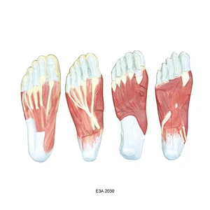 Set Kaki