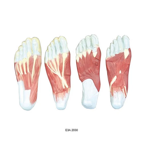 Foot Set