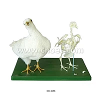 Stuffing Specimen & skeleton of Pigeon