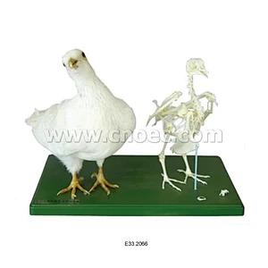 Stuffing Specimen & skeleton of Pigeon