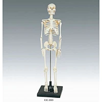Human Skeleton 85cm