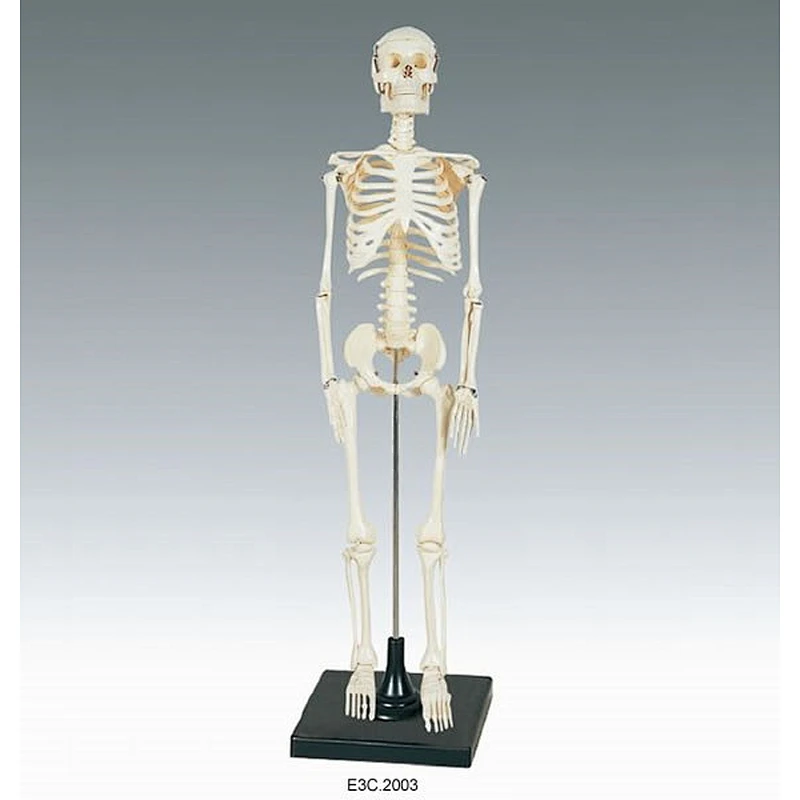 Human Skeleton 85cm