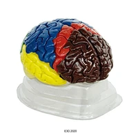 Human Brain