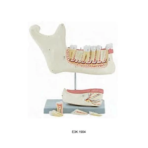3 Times Enlarged Lower Jaw Model