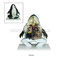 Frog Dissected Model