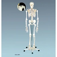 Human Skeleton 170cm