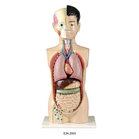 Human Torso
