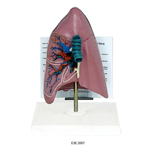 Anat-trachea / نموذج الرئة Widescription Plate