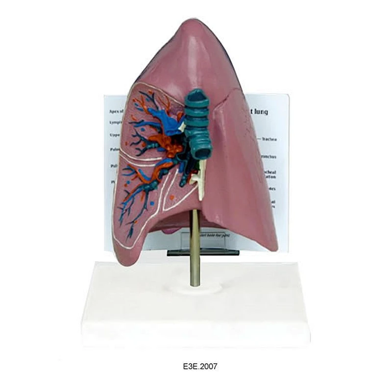 Anat-trachea / نموذج الرئة Widescription Plate