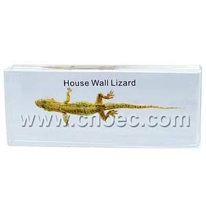 Crystal Specimen, House wall lizard