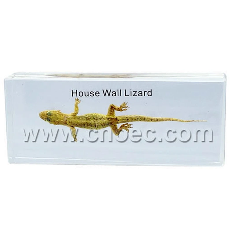 Crystal Specimen, House wall lizard