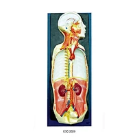 Nervous Systematic Dissection