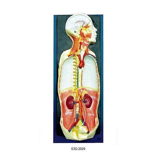 Nervous Systematic Dissection