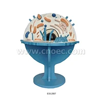 Model of Plant Cell