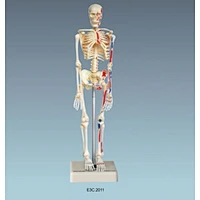 Mini -Skeleton 18cm