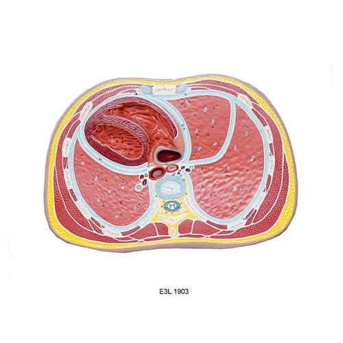 Section Model of Thoracic Region