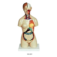 Female torso
