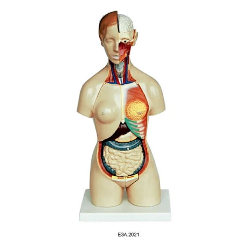 Female torso