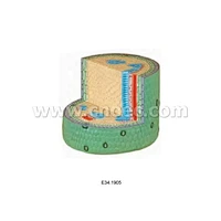 Dicot Stem Model,250 times enlarged