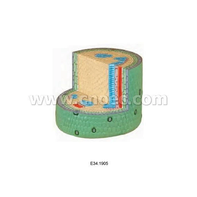 Dicot Stem Model, 250배 확대