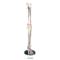 Big Adult Leg Bone