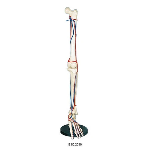 Big Adult Leg Bone