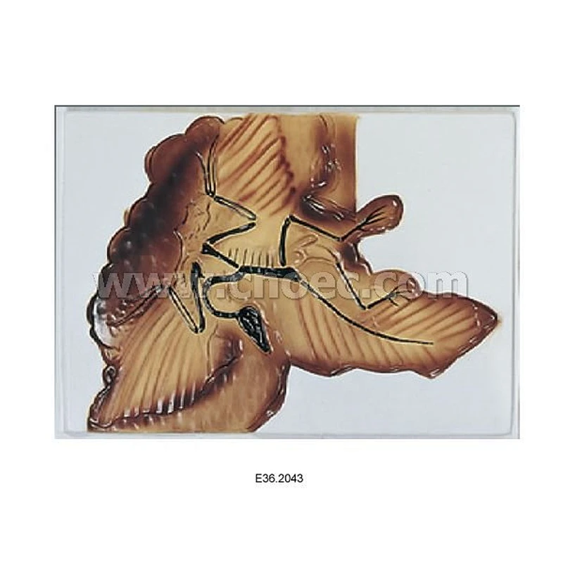 Relief Model of  Archaeopteryx