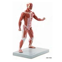 40 cm, modelo musculoso