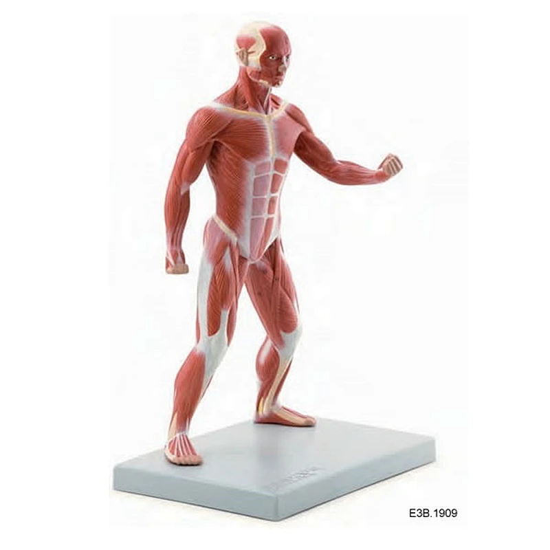40 cm, modelo musculoso