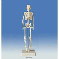 Mini -Skeleton 18cm