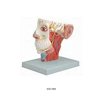 Head Nerve Model