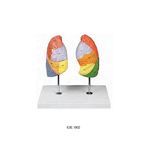 폐 세그먼트의 모델