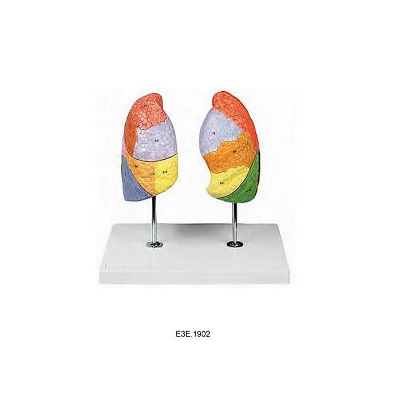 폐 세그먼트의 모델