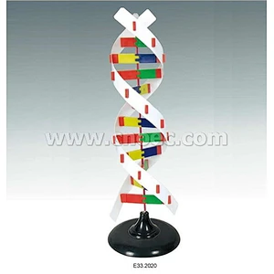 DNA Aktivite Modeli